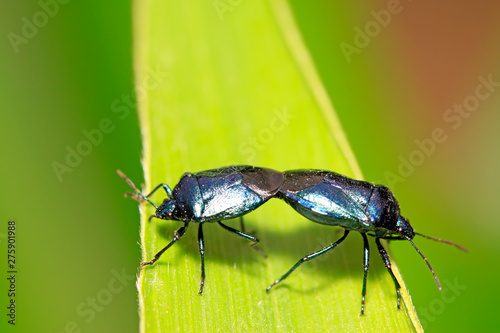 Zicrona caerulea on plant photo