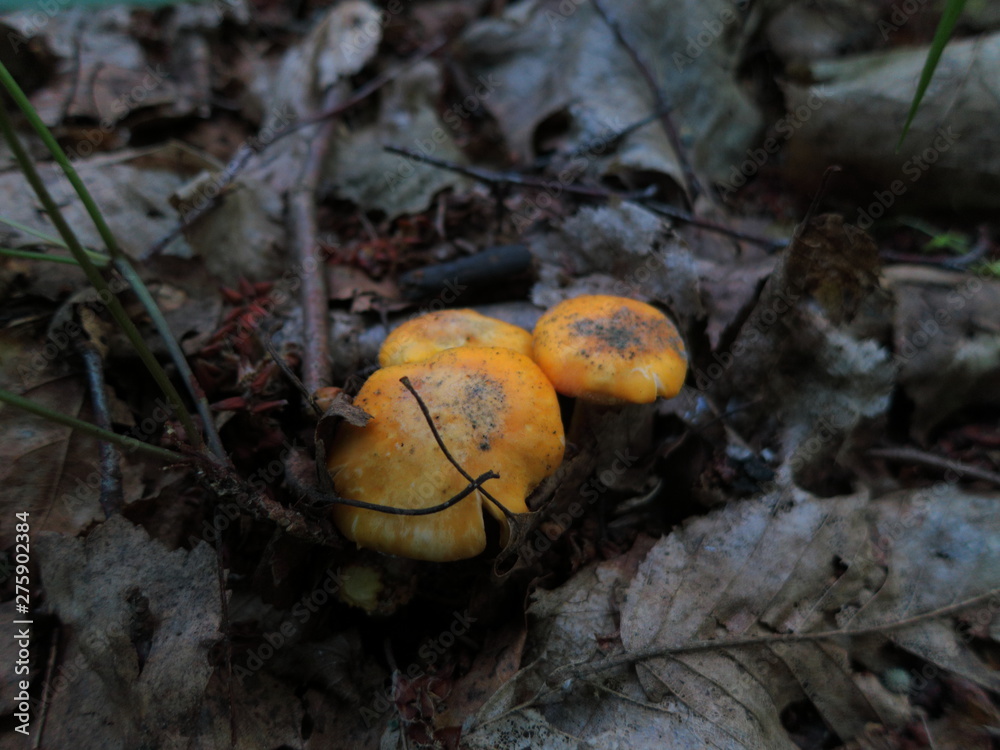 Chanterelle mushrooms growing in the leaves of the forest Chanterelle mushrooms growing in the leaves of the forest