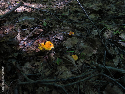 Chanterelle mushrooms growing in the leaves of the forest