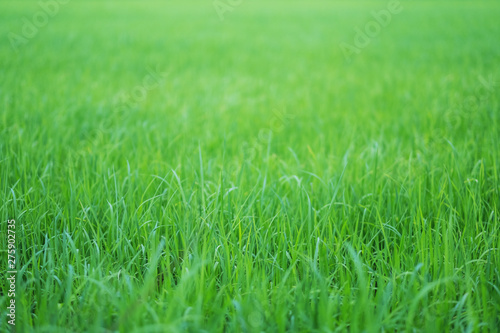 Close up image of rice field in green season