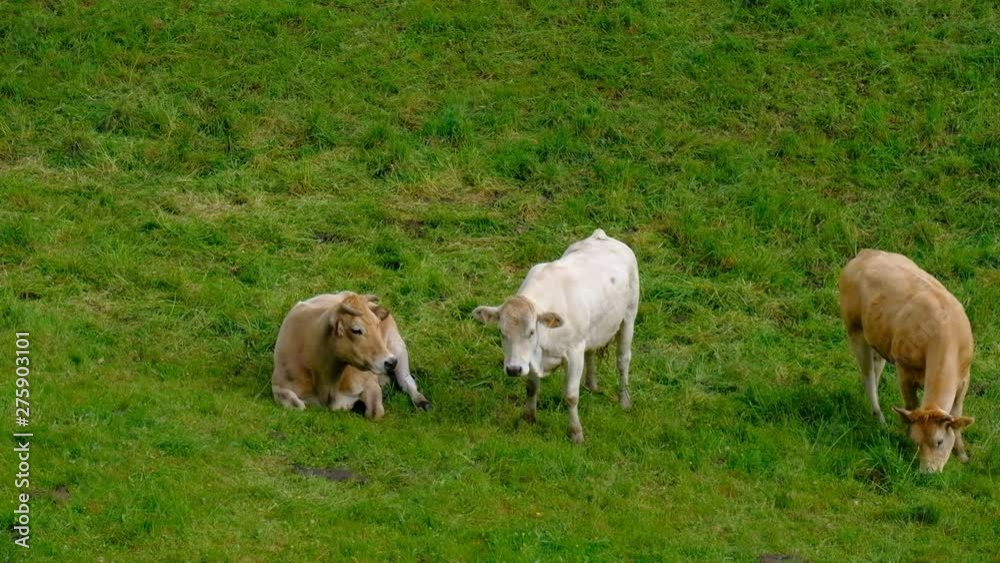 Multicolored grazing cows eating on green pring field Multicolored grazing cows eating on green pring field