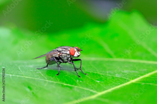 Tachinidae on plant © zhang yongxin