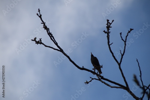 Common Starling on a branch of walnut, Sturnus vulgaris