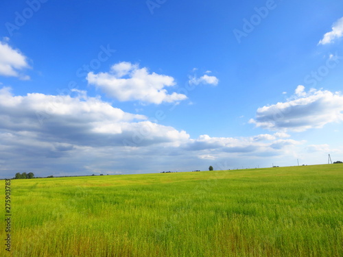 Landscape field with beautiful ears of flax with blue sky