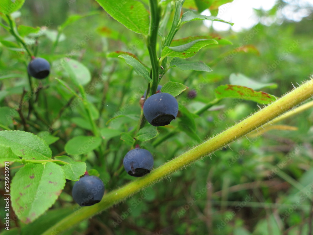 Background of wild blueberry bushes growing in the forest Background of wild blueberry bushes growing in the forest