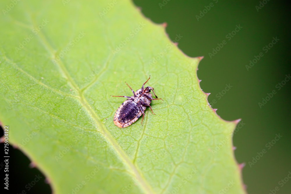 Tingidae insects on plant Tingidae insects on plant