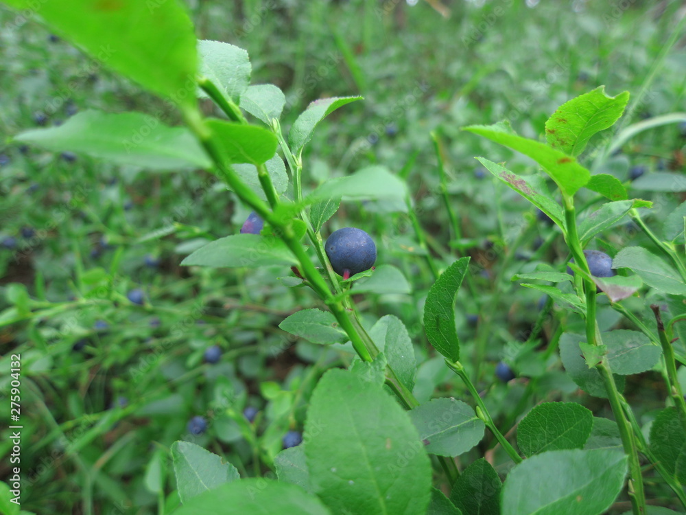 Background of wild blueberry bushes growing in the forest Background of wild blueberry bushes growing in the forest