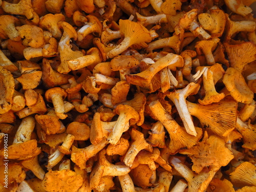Kind of peeled orange mushrooms chanterelles