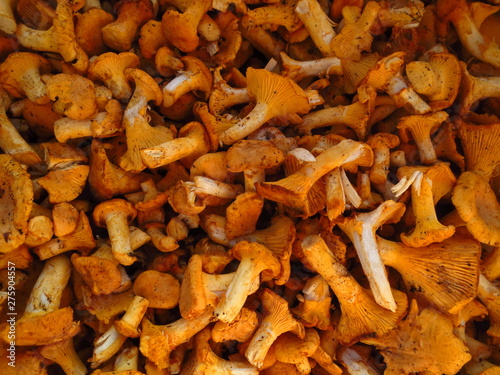 Background peeled mushrooms chanterelles lying in a pile. Young orange mushrooms chanterelles