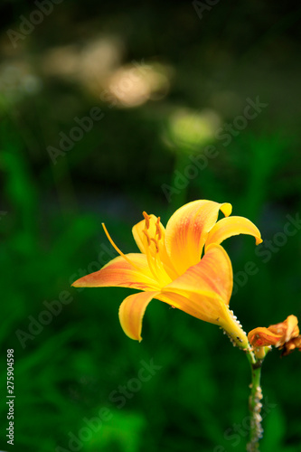 ユリの花　ユリ　オレンジ色の百合　百合