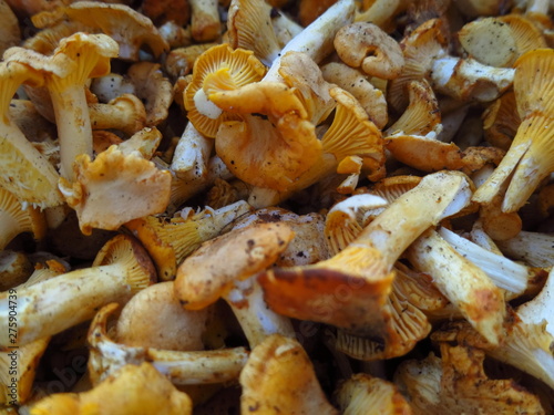 Beautiful yellow chanterelle mushrooms collected in the forest