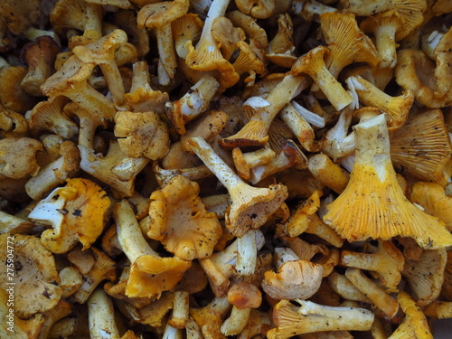 Background peeled mushrooms chanterelles lying in a pile. Young orange mushrooms chanterelles