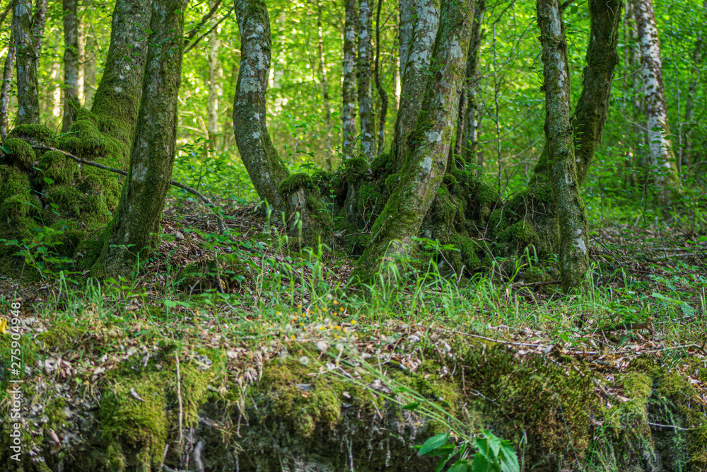 Fototapeta premium wald, natur, baum, green, baum, holz, landschaft, frühling, park, holz, sommer, umwelt, pflanze, laub, blatt, auflösungszeichen, moos, bahn, blatt, regenwald, schön, dschungel, lush, regenwald, wald