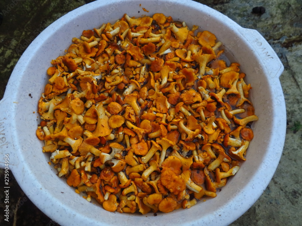 Yellow mushrooms chanterelles are basin. Mushrooms lying in the container