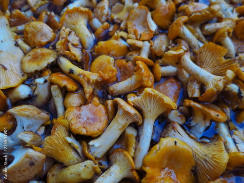 Yellow mushrooms chanterelles are in the water. Washing mushrooms chanterelles collected in the forest