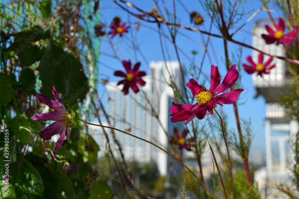 Bright pink cosmos flowers on the blurred background of city street. Small urban garden on the balcony with blooming plants. Bright pink cosmos flowers on the blurred background of city street. Small urban garden on the balcony with blooming plants.