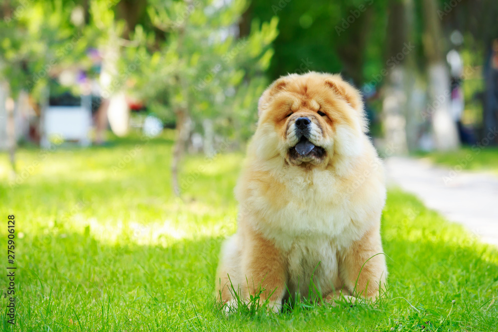 Fototapeta premium The dog breed chow chow