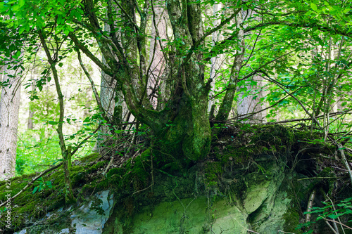 wald  baum  natur  baum  green  holz  landschaft  fr  hling  wasser  fluss  holz  sommer  umwelt  see  regenwald  aufl  sungszeichen  laub  moos  blatt  wald  licht  bahn  bach  park  dschungel