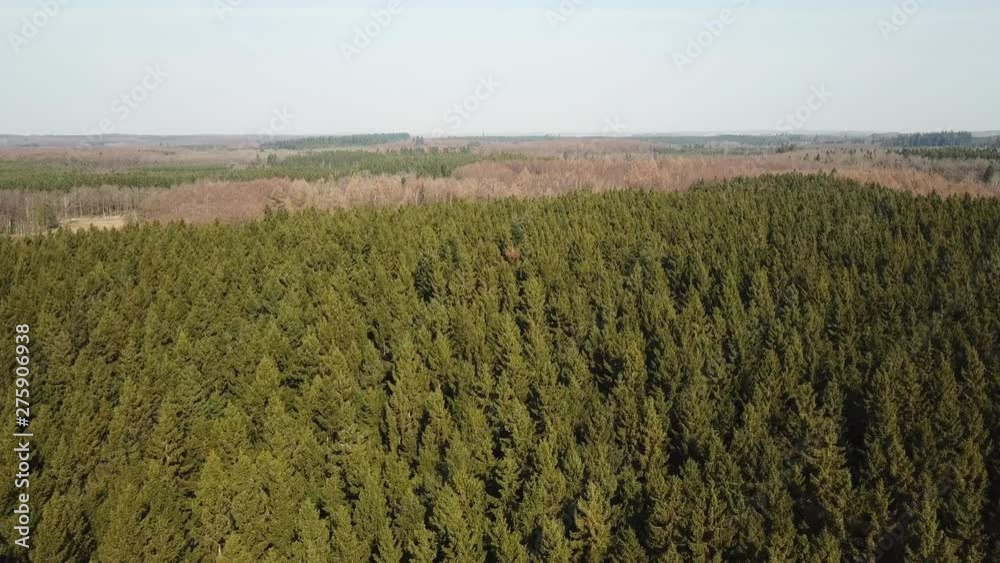 Flying over dense pine forest in morning light, Bornholm, Denmark Flying over dense pine forest in morning light, Bornholm, Denmark