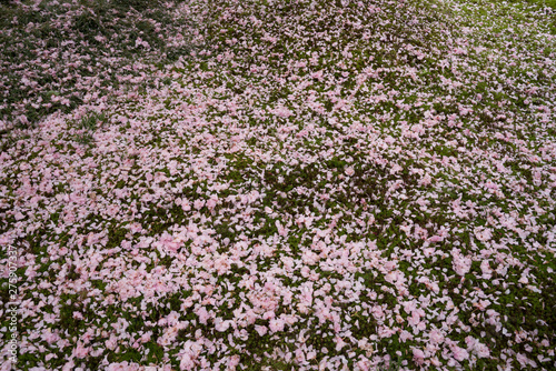 芝生の上に舞い落ちた桜の花びらの絨毯
