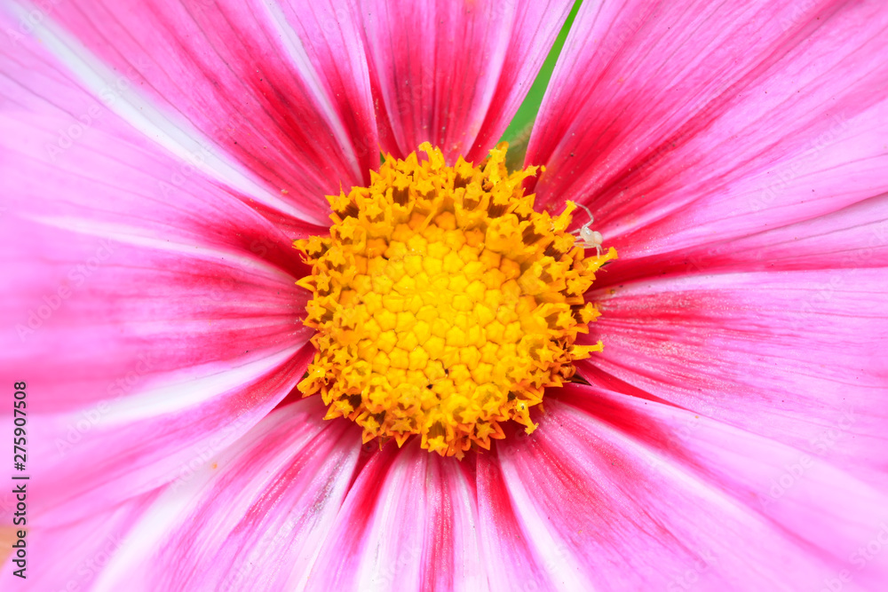 cosmos flowers blossom