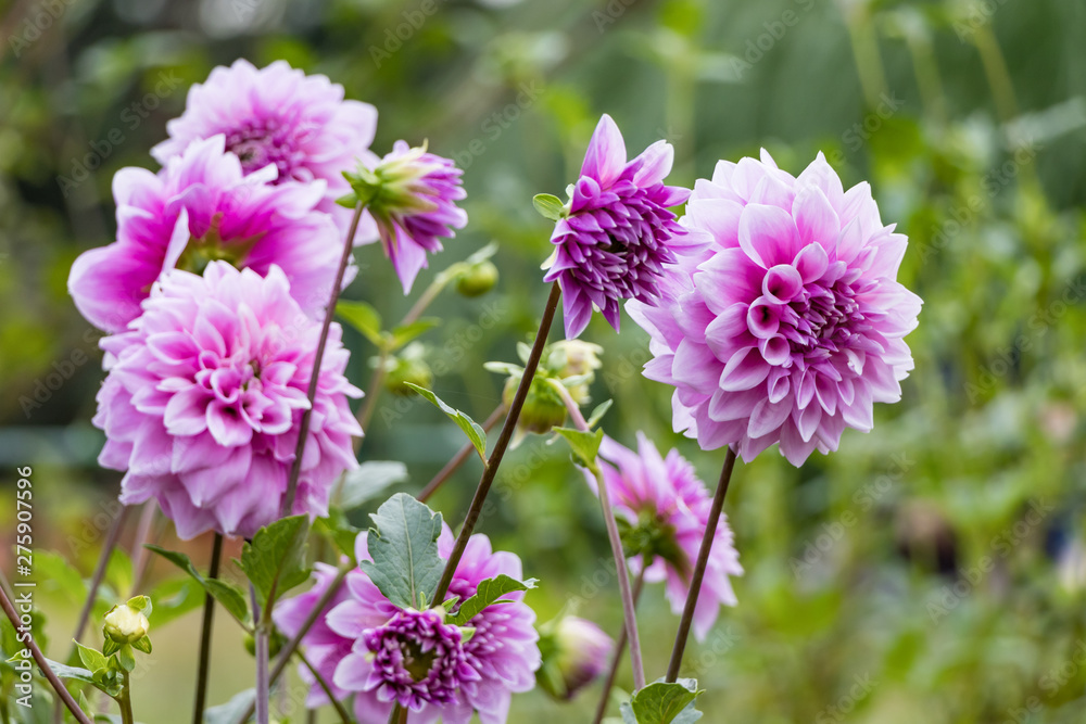 ダリアの花 ダリアの花