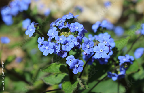 Fototapeta Naklejka Na Ścianę i Meble -  The bright blue flowers of Brunnera macrophylla also known as Siberian Bugloss, Great Forget-me-not, or Heartleaf.