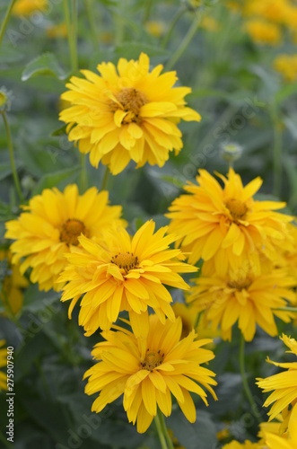 kwiat, zółty, charakter, jardin, roślin, lato, zieleń, słonecznik, kwiat, kwiat, kwiat, makro, flora, jary, płatek, kwiatowy, daisies, rudbekia, bliska, jasny, roślin, pomarańcz, barwa, słońce