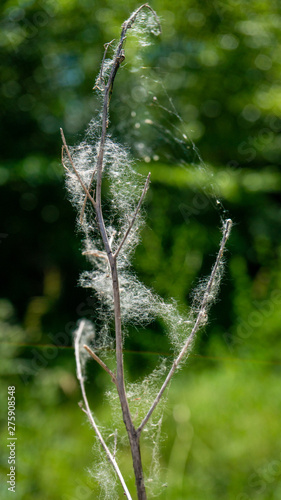 Blütenstaub auf Spinnwebe © Christian