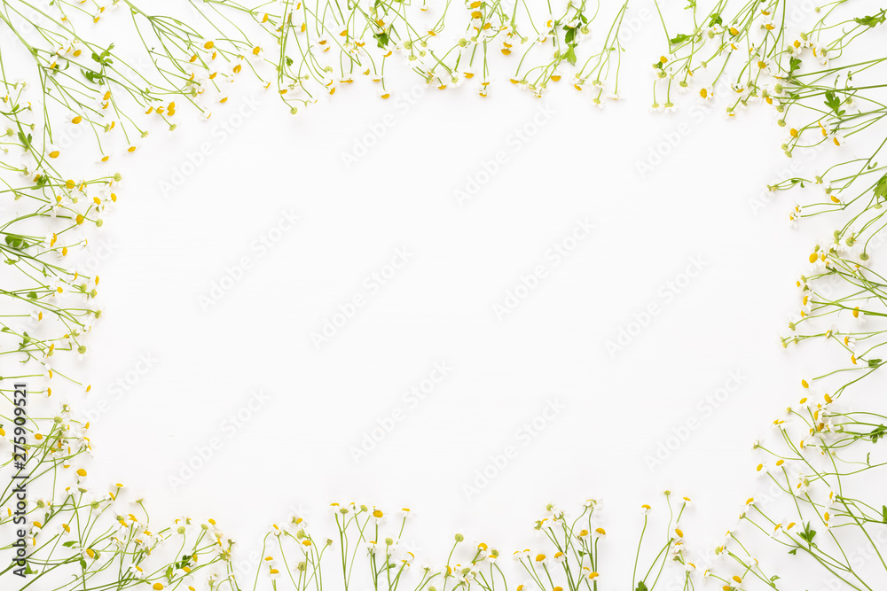 Chamomile flowers floral framee. Flat lay, top view. Chamomile flowers floral framee. Flat lay, top view.
