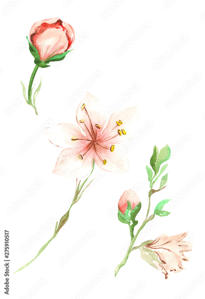 Obraz premium Illustration of watercolor painting of pink peach fruit flowers with green leaves on a branch on an isolated white background