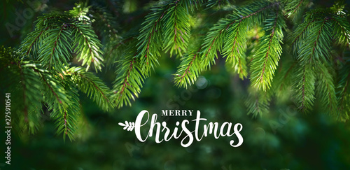 Christmas banner greeting with beautiful fluffy fir branches and inscription merry Christmas. Border of fir branches in nature with soft focus and sun glare.
