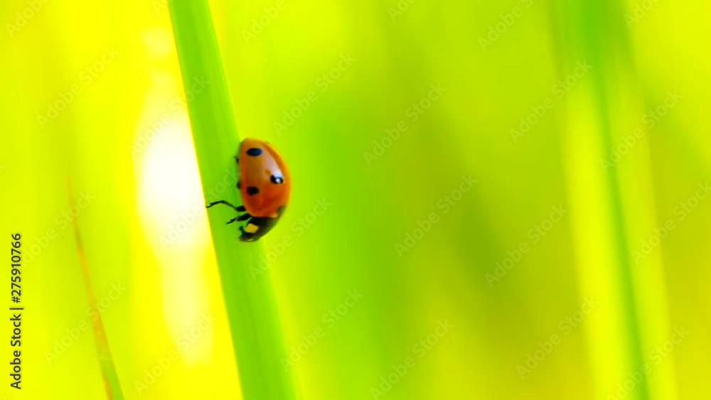 Ladybird swaying on blade of grass, defocus background. Copy space macro. Ladybird swaying on blade of grass, defocus background. Copy space macro.