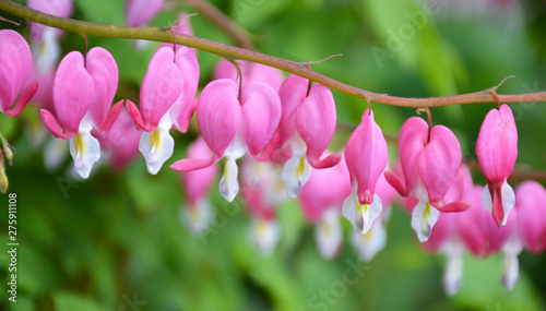 Pacific bleeding heart flowers