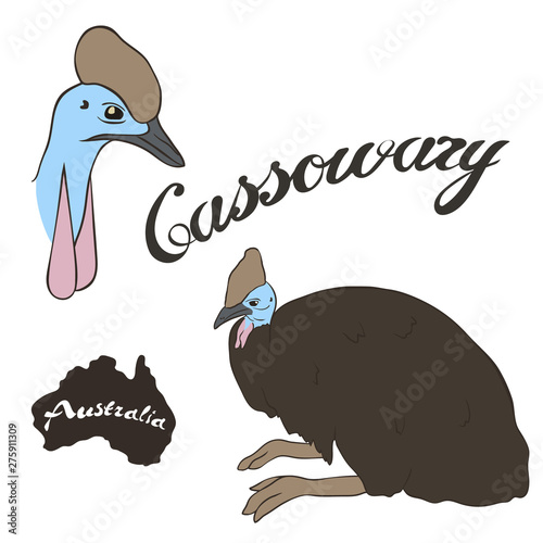 Cassowary bird vector image isolated on white background.  The largest flightless bird on the planet. Most dangerous bird. Southern Cassowary in full growth and head realistic design. Fauna Australia.
