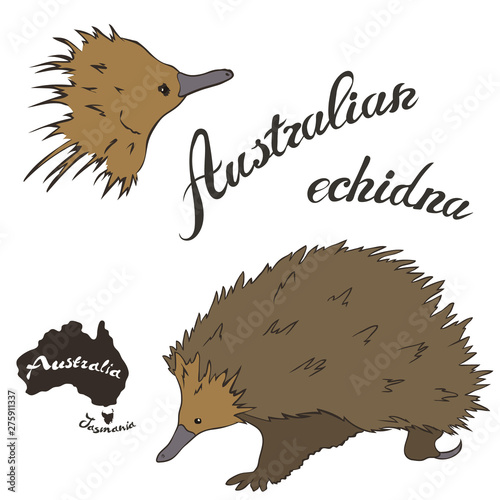 Australian echidna vector image isolated on white background. Spiny anteater in full growth and head. Australian needle-covered animal with a long nose. Fauna Australia. Echidna realistic design.