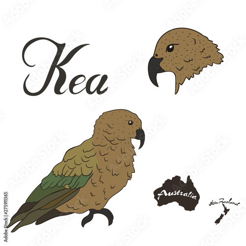 Kea bird vector image isolated on white background. Predatory parrot hunting a sheep. Fauna of New Zealand. Kea parrot in full growth and head realistic design.
