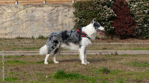 Profile of border collie blue merle breed dog in a park  photo