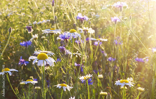 wildflowers in a meadow, back lit