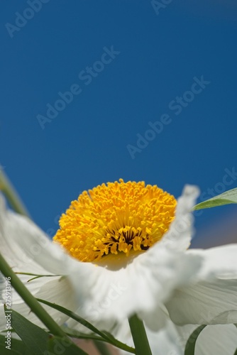 Flowers of California tree poppy, Romneya coultieri. photo