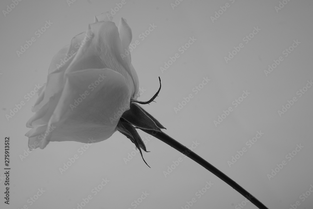 白い バラ 薔薇 ばら 一輪 白バック 白背景 横 マクロ 接写 白黒 モノクロ Stock Photo Adobe Stock