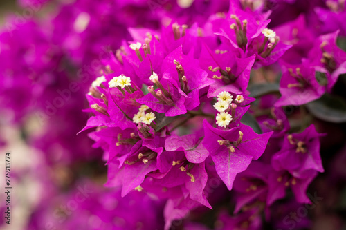 magenta bougainvillea blooming flowers bush