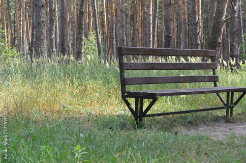 Lonely bench in the summer pine forest