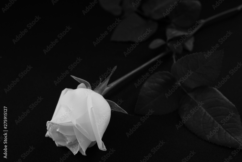 白い バラ 薔薇 ばら 一輪 黒バック 黒背景 マクロ 接写 白黒 モノクロ Stock 写真 Adobe Stock