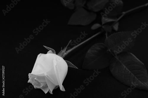 白い バラ 薔薇 ばら 一輪 黒バック 黒背景 マクロ 接写 白黒 モノクロ Stock Photo Adobe Stock 白い バラ 薔薇 ばら 一輪 黒バック 黒背景 マクロ 接写 白黒 モノクロ Stock Photo Adobe Stock