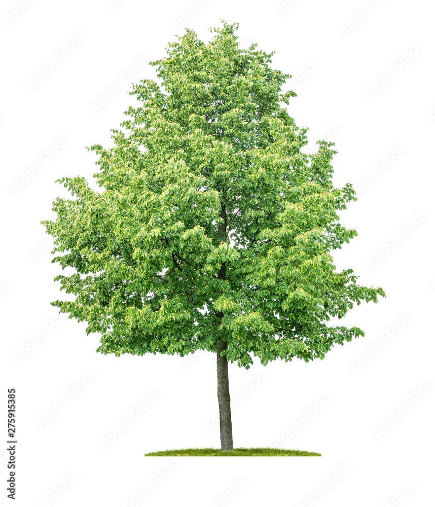Fototapeta premium Pojedyncze drzewo na białym tle - Tilia cordata - Lipa drobnolistna