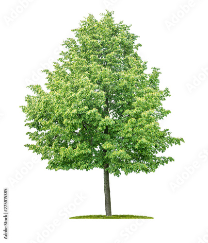 Isolated  tree on a white background - Tilia cordata - Small-leaved linden photo