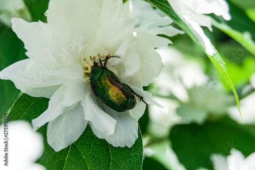 macro maybug on a white flower photo