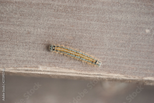 macro wooly bear caterpillar insect