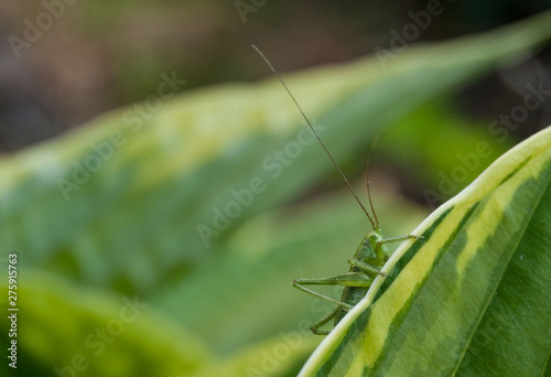 Macro green grasshopper on grass